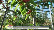 Цените на черешите достигат 50-60 лв. за килограм