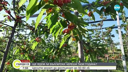 Цените на черешите достигат 50-60 лв. за килограм