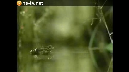 strong fly.flv