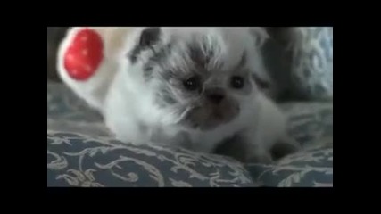 Най - сладкото котенце на света! 