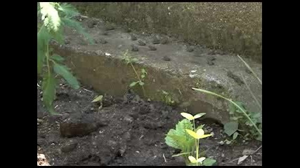 Жаби тормозят жителите в село Ботево