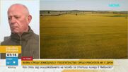 Земеделски войни: Кой отрови с пестициди стотици декари земя на фермер от Ямболско