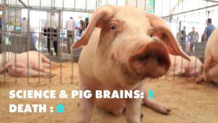 Scientists kept pigs’ brains alive after their deaths