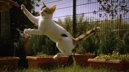Сладко коте на забавен кадър Hd