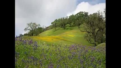 Bach - Double Violin Concerto in D minor 2nd movement