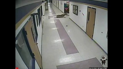 Заблуден елен по коридорите на училище