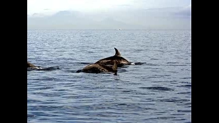 Govi - Dolphin Escort