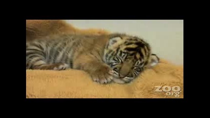 Малко Сладко Бебе Тигър
