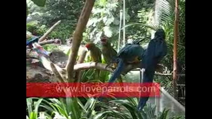 Зборище на папагали