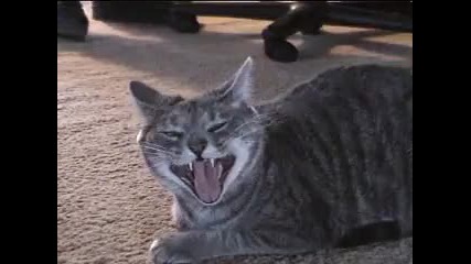 Луда котка