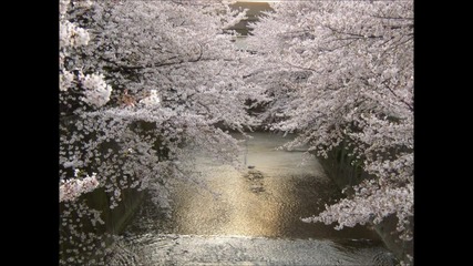 Sakura (さくら) Cherry Blossoms ♪japanese Traditional ♪ Marimba Sound