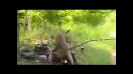 Сърна пребива мъж 