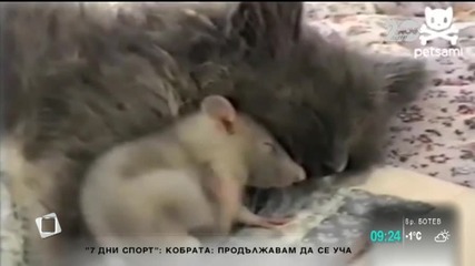 Котка и мишка първи приятели