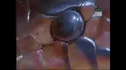Snake vs Lion 