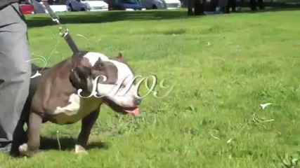 Pitbulls Blue Line American Bullys