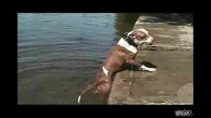 Глупаво куче вади камъни от река