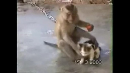 Котешка И Истинска Любов На Maimuna