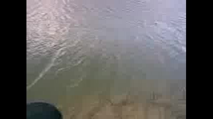 ribar