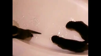 Бебчета видри плуват във вана