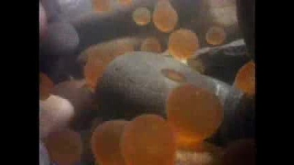 Trout Spawning - - National Geographic.flv