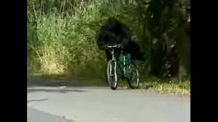 Bikers Unbelievable Bigfoot Video
