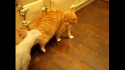 Агънце и коте /смях/