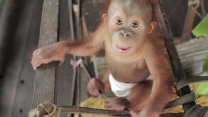 Сладко бебе орангутан ..