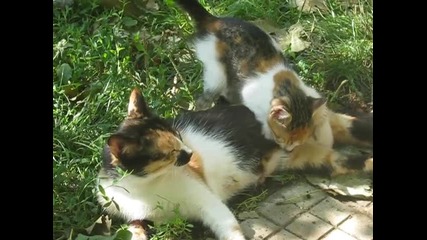 Picture 061