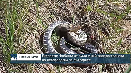 Експерти: Фобията от змии е най-разпространена, но неоправдана за българите