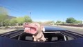 Куче се подава от покрива на кола при висока скорост
