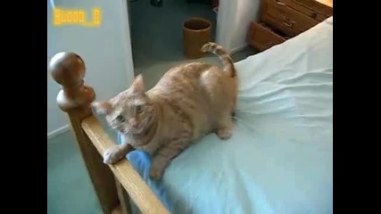 Котка си играе и май иска храна