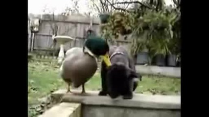duck nibbles on dogs ear