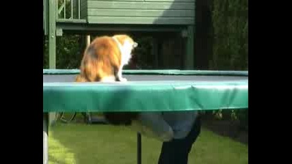 Котка на трамплин 