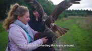 Around the world: This falcon is a field guard