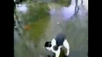 A funny cat fishing on ice