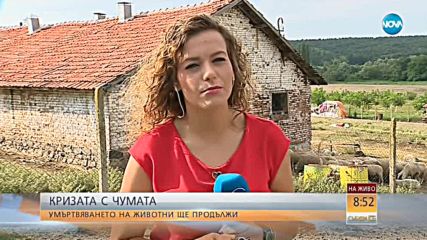 КРИЗАТА С ЧУМАТА: Умъртвяването на животните продължава