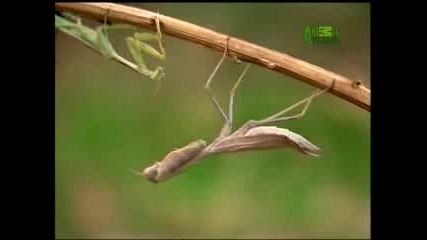 Natures Perfect Predators - Praying Mantis