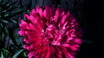 Flowers -backgrounds for video