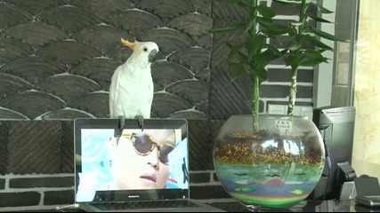 Папагал пее и куфее с песента " Gangnam Style"
