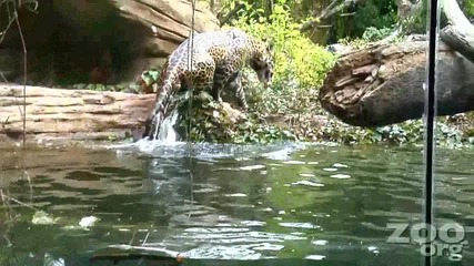 Ягуар плува под вода 
