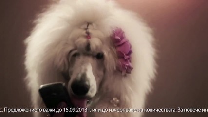 Handy реклама с кучета