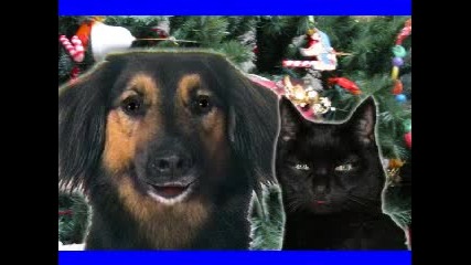 Кучета и котки пеят коледна песен
