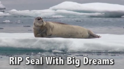 Тюленът с големите мечти!
