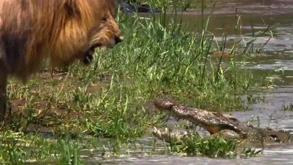 African Cats *2011* Trailer