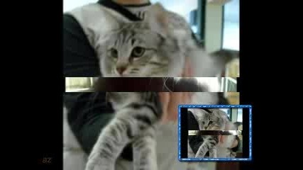 Kotita