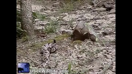 Змия напада мълниеносно катеричка !