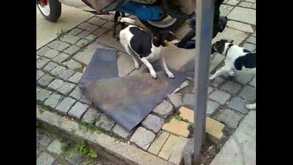 jack russel