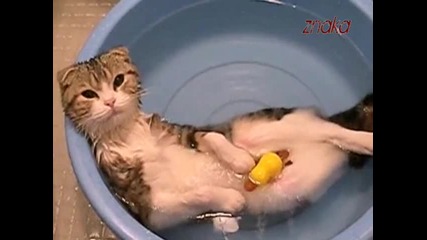 Коте релаксира в леген с топла вода Vbox7