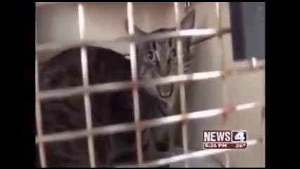 Безстрашната котка 