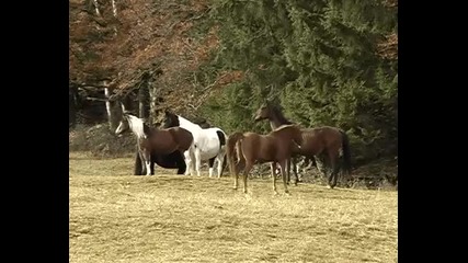 Herde unter anderem mit unseren Pferden auf der Weide und im 